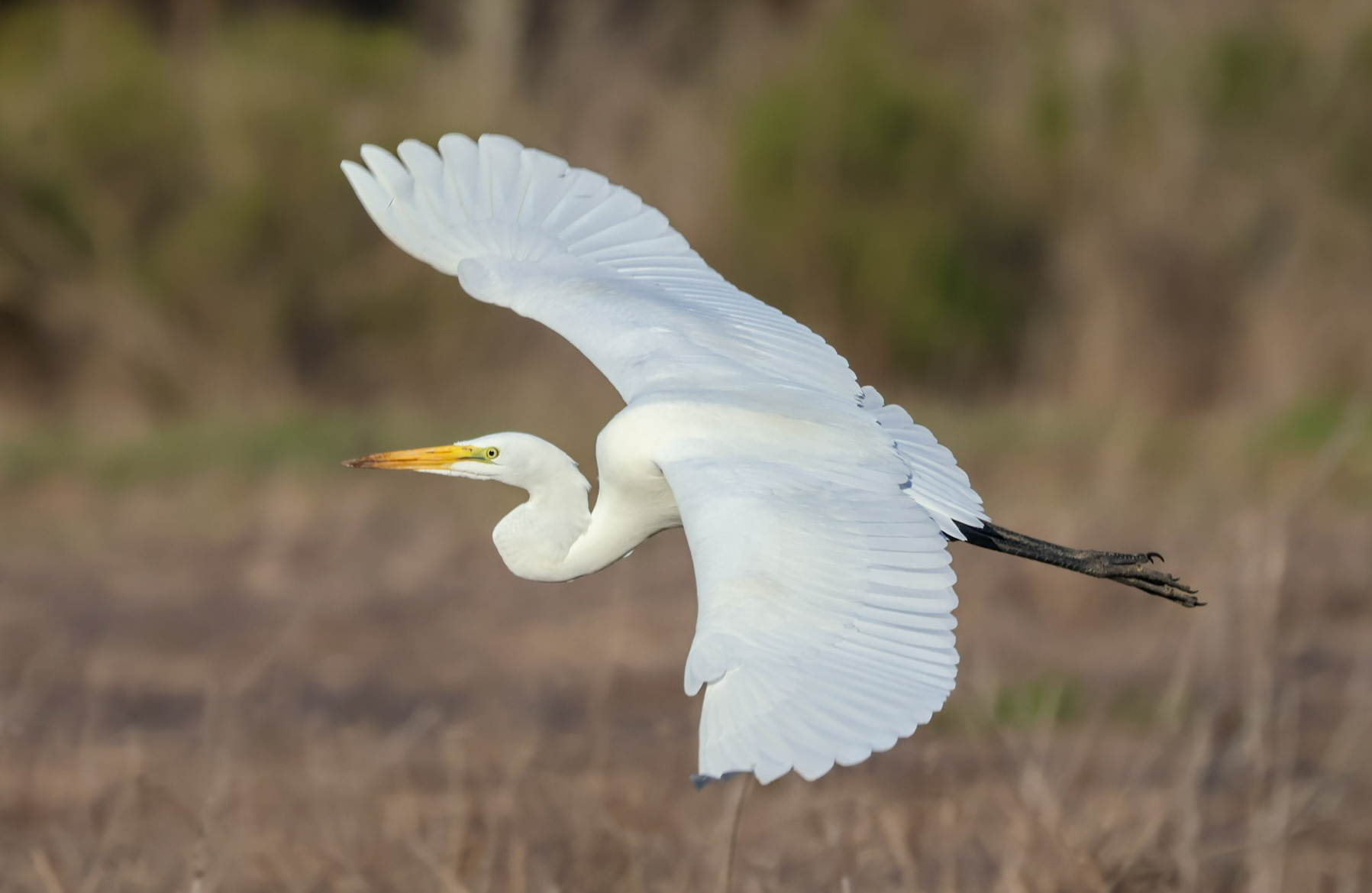 Egret in flight