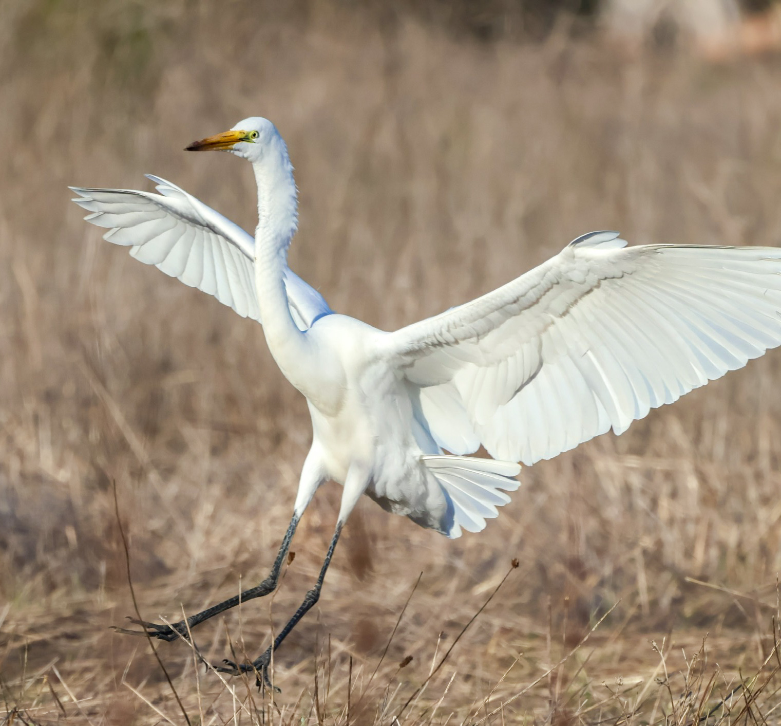 Egret landing
