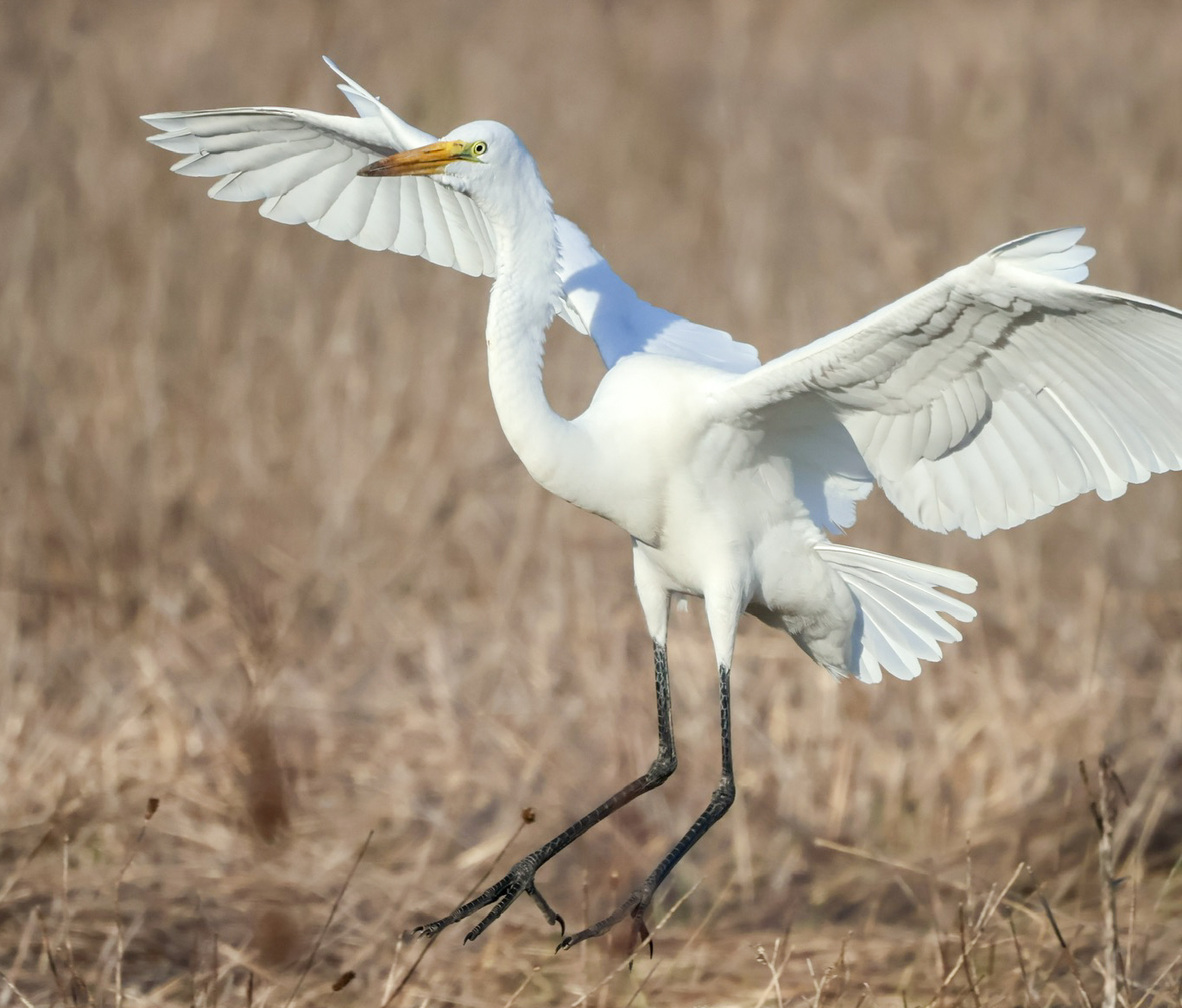 Egret wings sprad