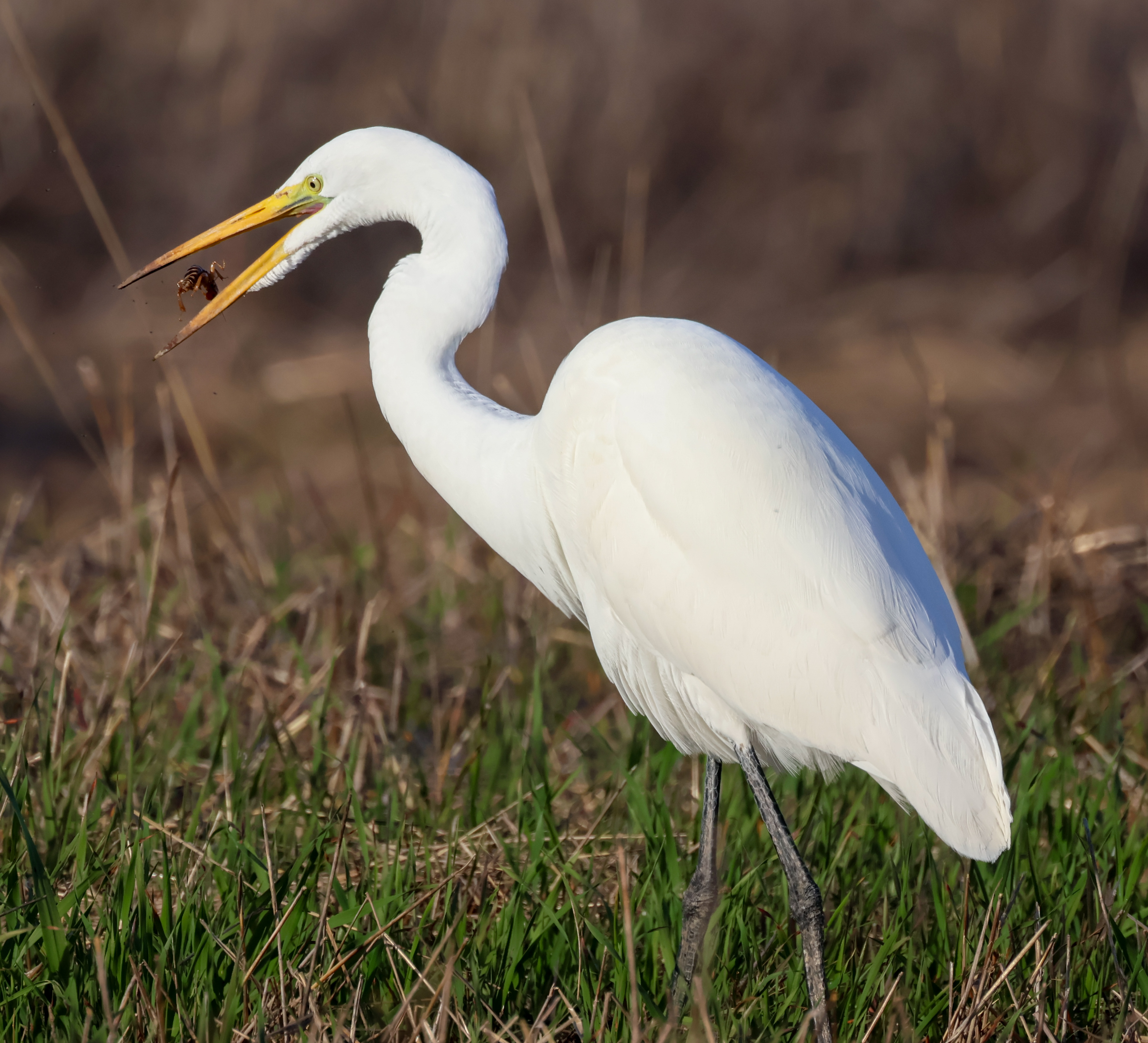 Egret