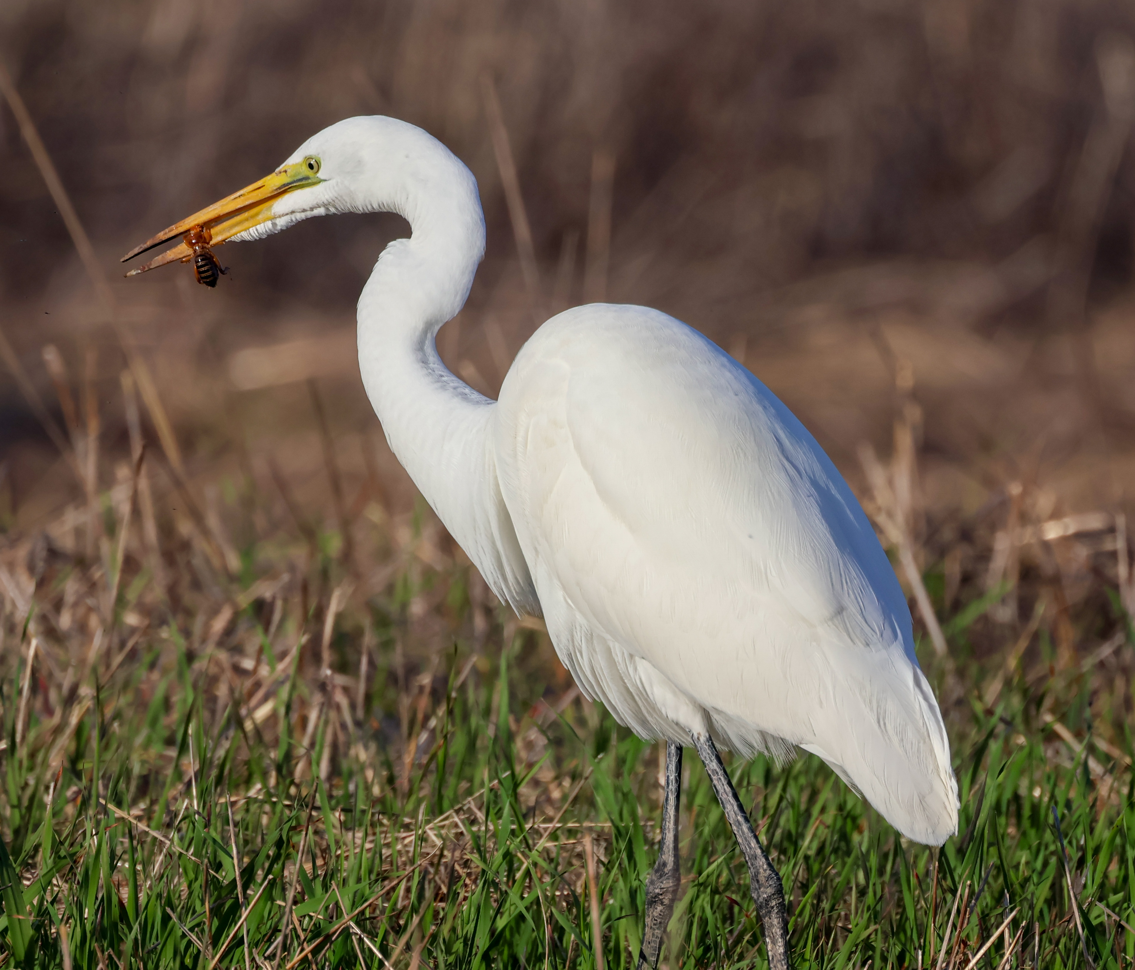 Egret feeding