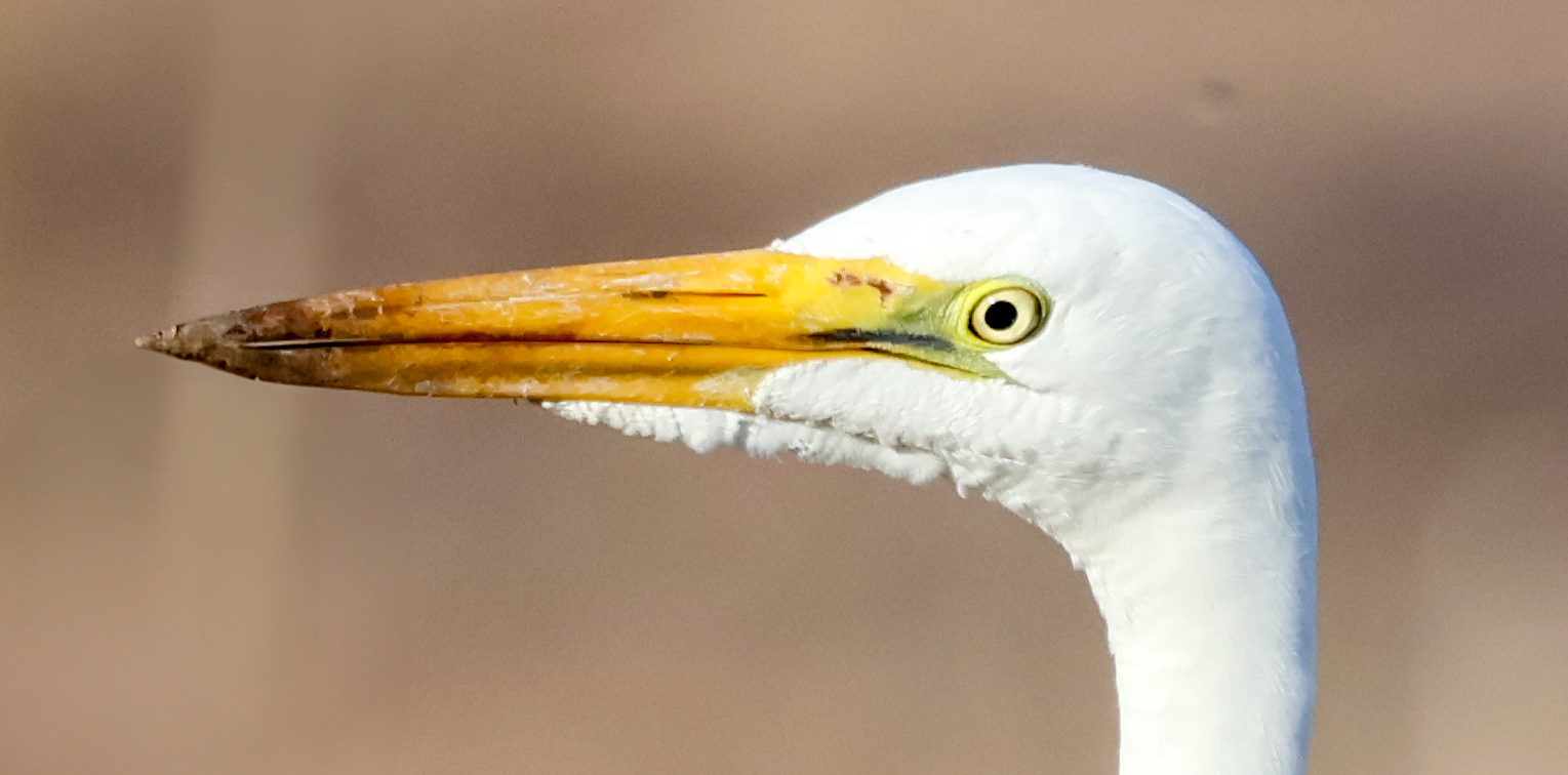 Egret head