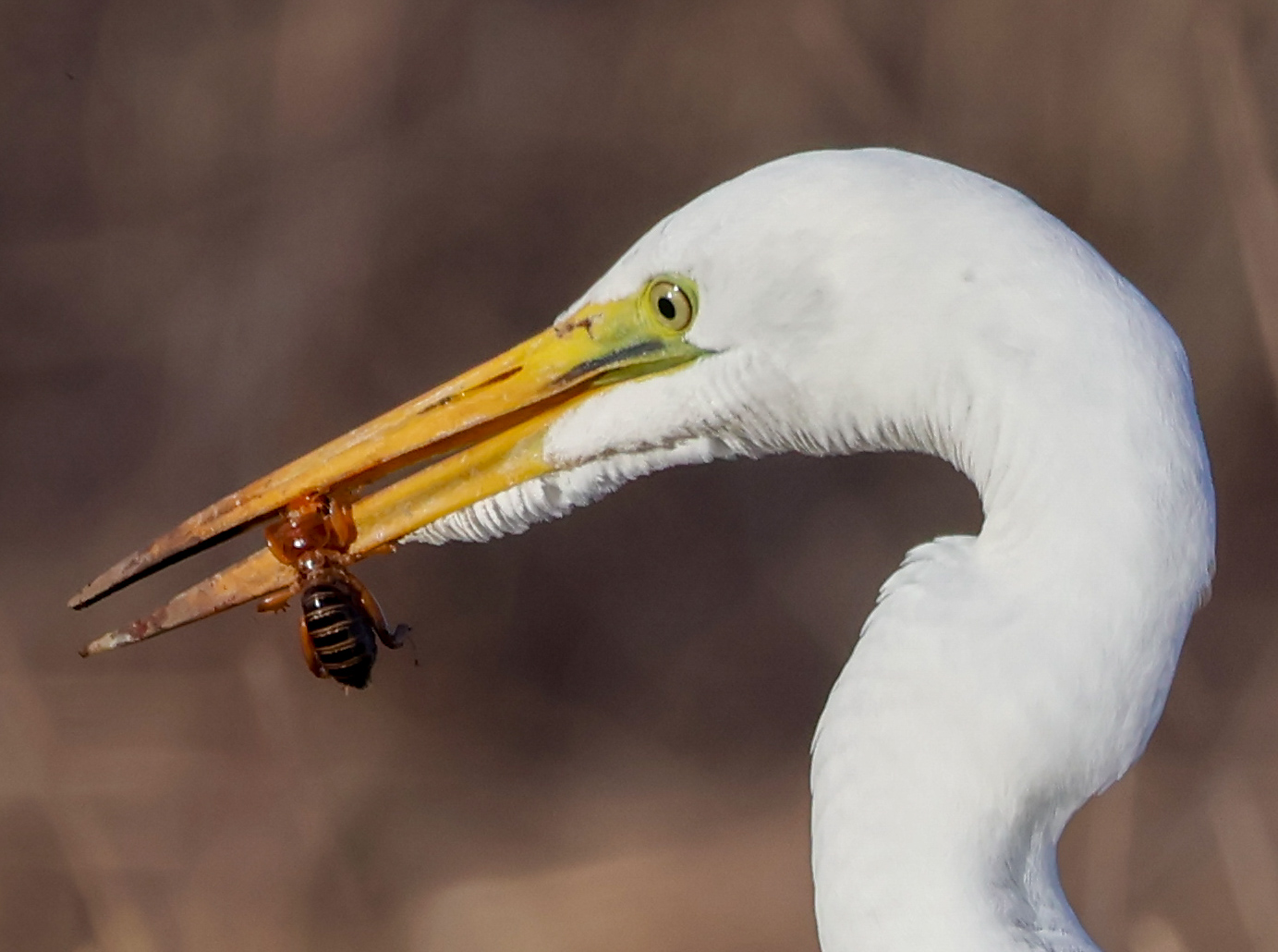 Egret artography piece